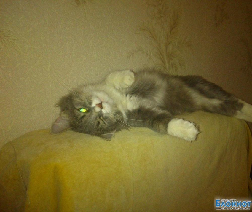 Муроша — одиннадцатая участница конкурса «Самый красивый кот Волгодонска»