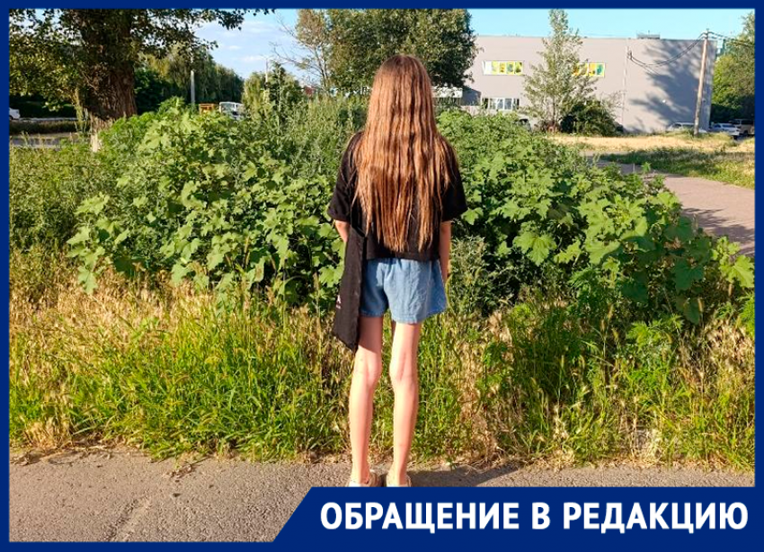 Лесные джунгли в центре Волгодонска — трава на Маршала Кошевого выросла в рост ребёнка