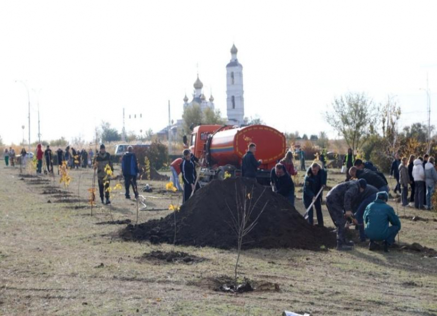 Сотни волгодонцев провели массовую посадку деревьев