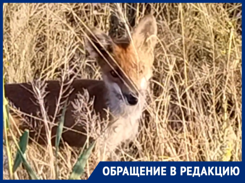 Голодная гостья ест сосиски и хлеб: в поисках еды к людям вышла лиса