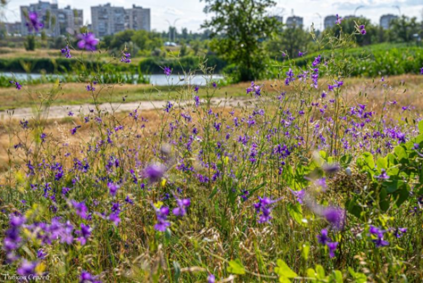Сегодняшний день обещает быть жарким