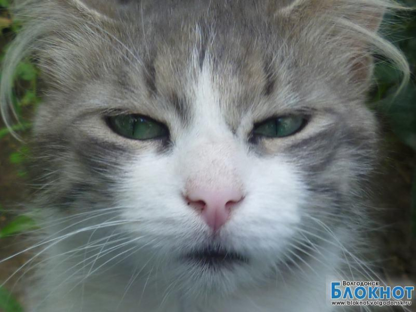 Кузя Второй - 75-й участник конкурса «Самый красивый кот Волгодонска»