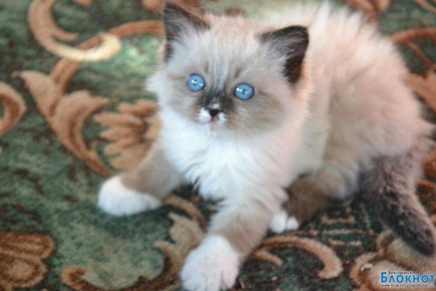 Нюша - шестая участница конкурса Самый красивый кот Волгодонска