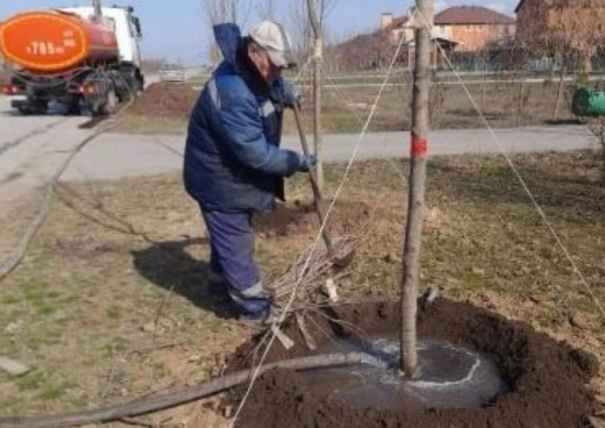 Глава города Дмитрий Вельможко рассказал, в каком состоянии сейчас находятся молодые деревья в Волгодонске 