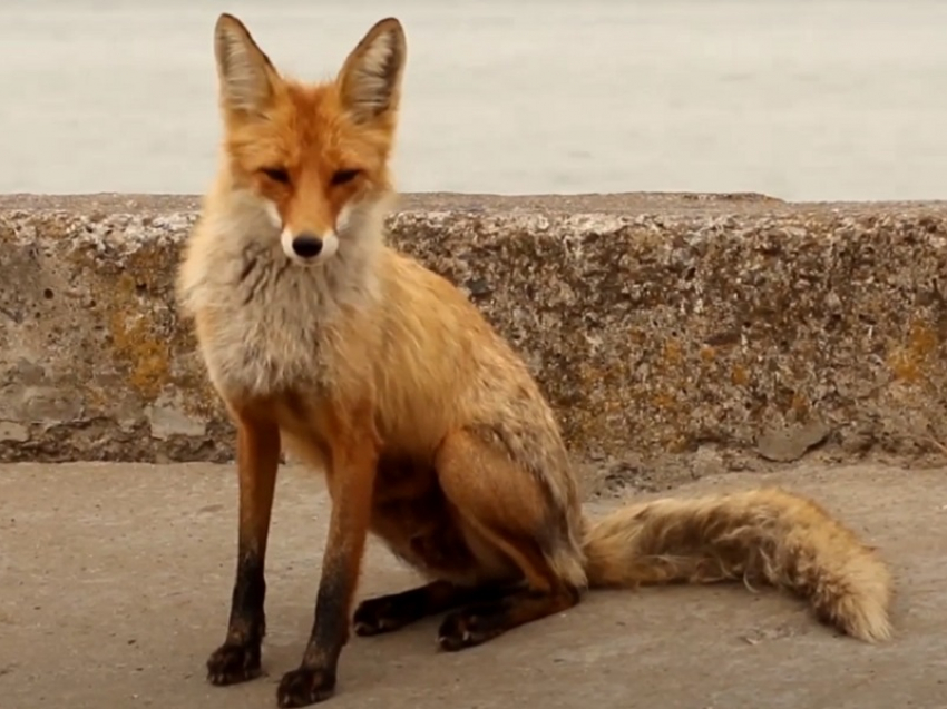 Что нашли рыжие лисицы в Волгодонске