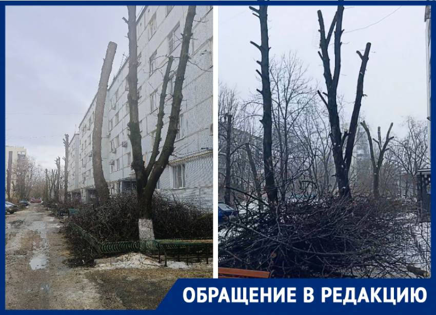 «Пни вместо каштанов»: жители дома №157а по улице Горького возмущены уничтожением деревьев
