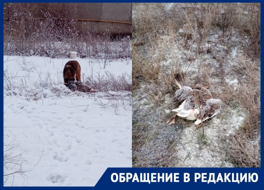 Бездомные собаки разорвали домашних гусей в хуторе Лагутники