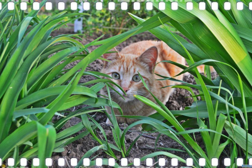 Тихон — пятый участник конкурса «Самый красивый кот Волгодонска»
