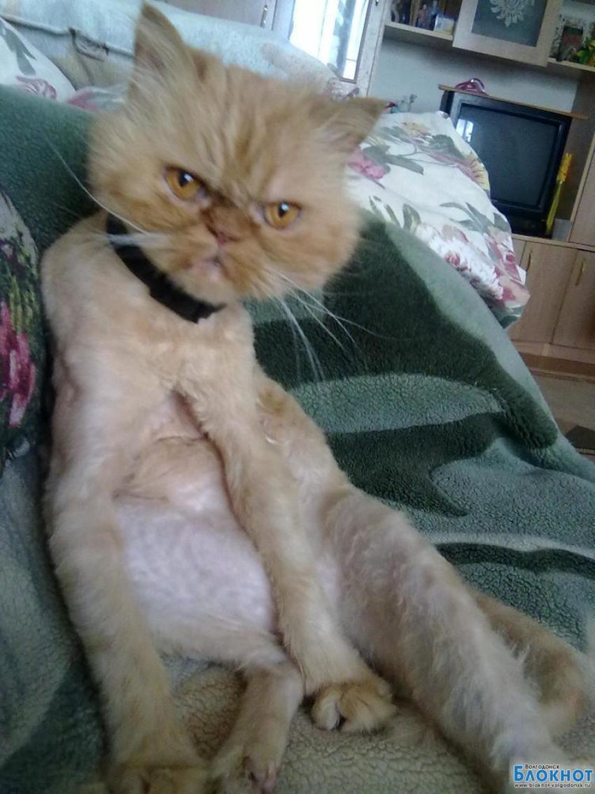 Персик – третий участник конкурса «Самый красивый кот Волгодонска»(НОВОЕ ФОТО)