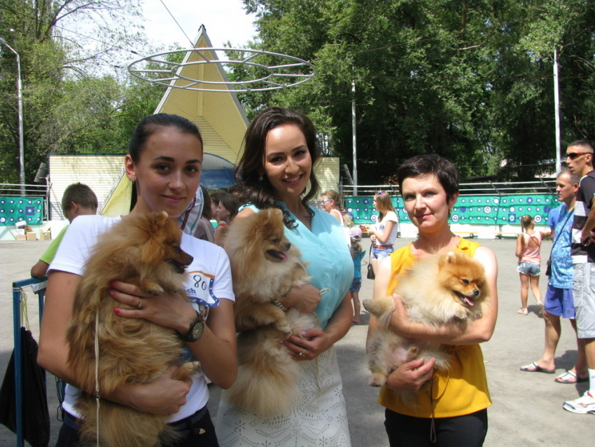 В выставке собак в Волгодонске принимают участие почти 500  «лучших друзей человека»