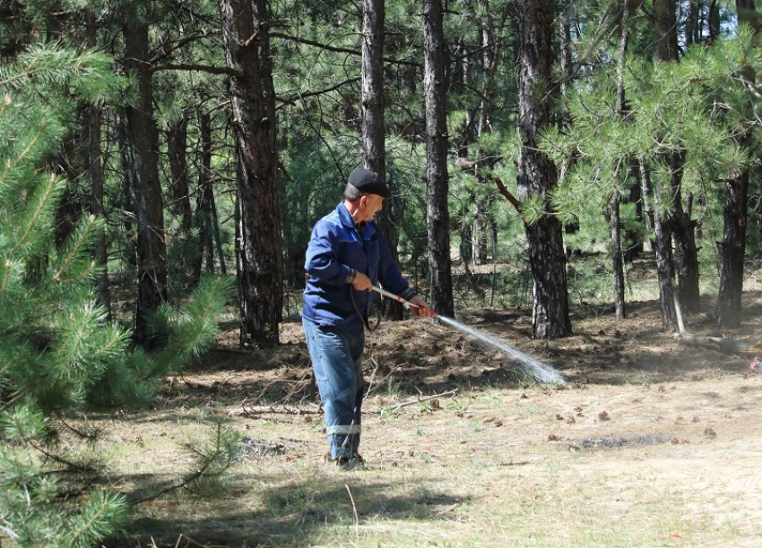 Пожароопасный режим был снят в лесах вокруг Волгодонска