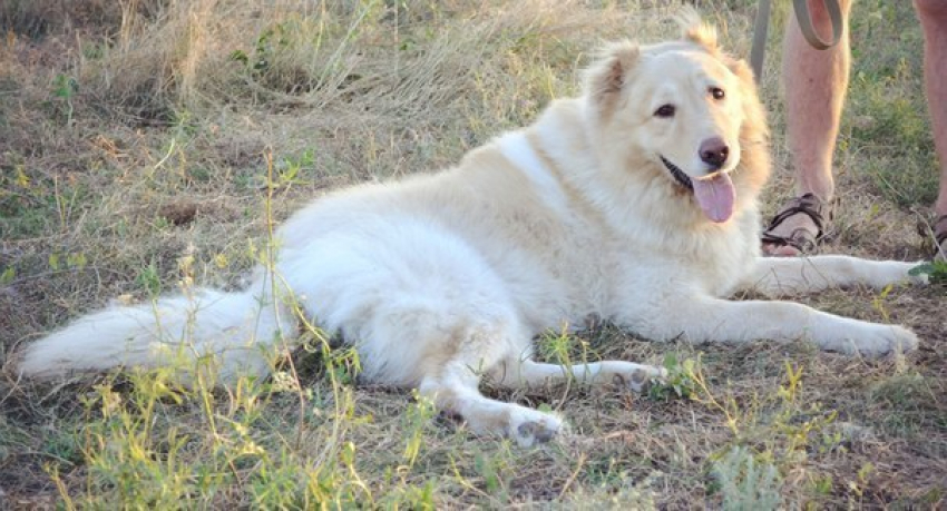 По факту убийства победителя конкурса «Самый лучший пес Волгодонска» возбуждено уголовное дело