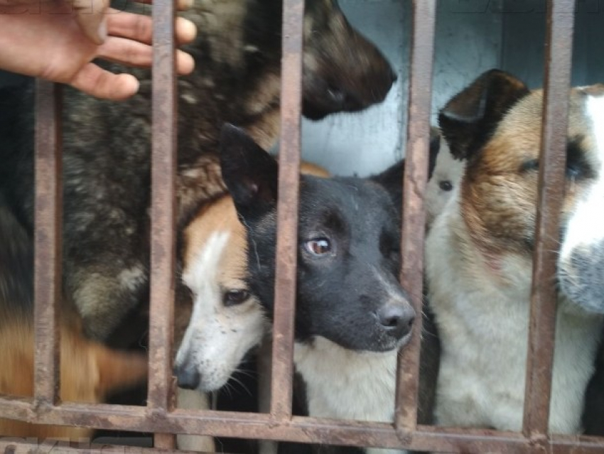 Почти полмиллиона рублей потратят в Волгодонске на отлов безнадзорных животных