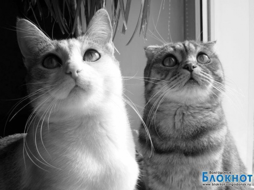 Муся и Баксик — сороковые участники конкурса «Самый красивый кот Волгодонска»
