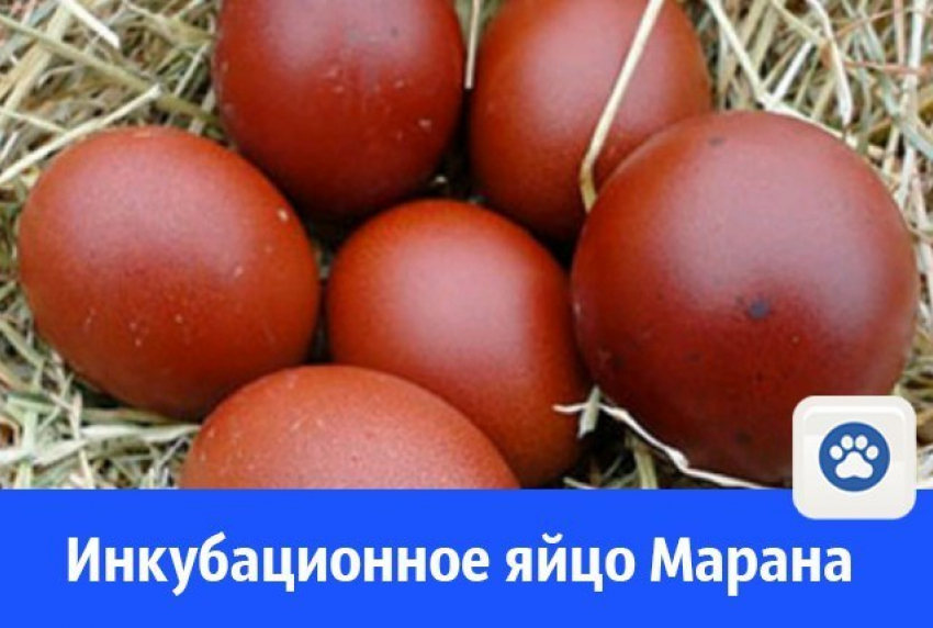 Инкубационное яйцо марана купить. Маран лавандовый. Шкала окраса яйца Маран. Куры породы Маран инкубация. Яйца Маран для инкубации.