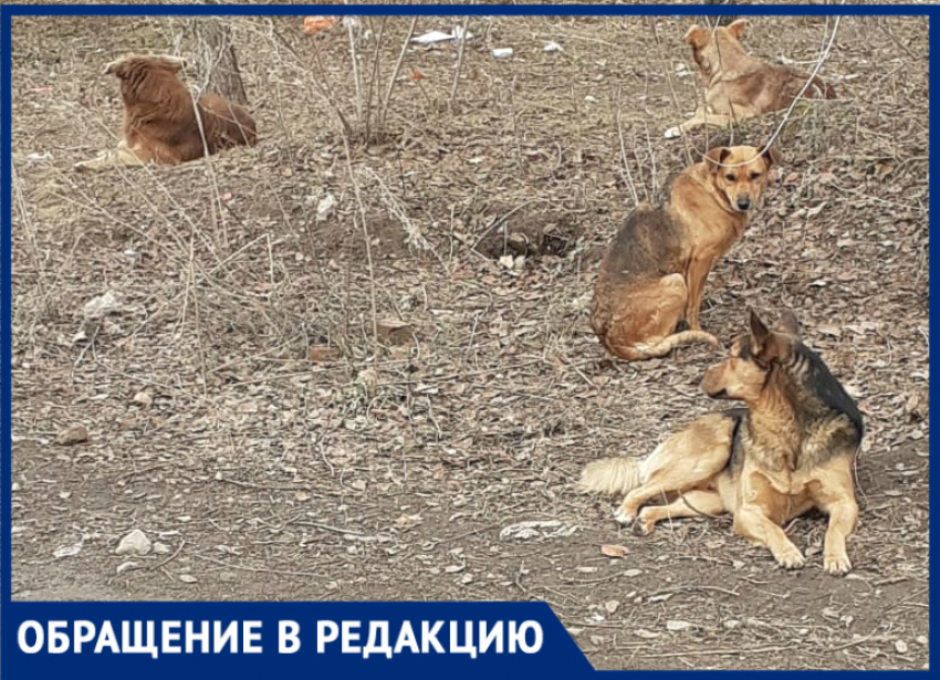 В Волгодонском районе бродячие собаки «терроризируют» местных жителей