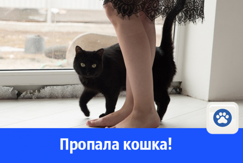 Пропала кошка