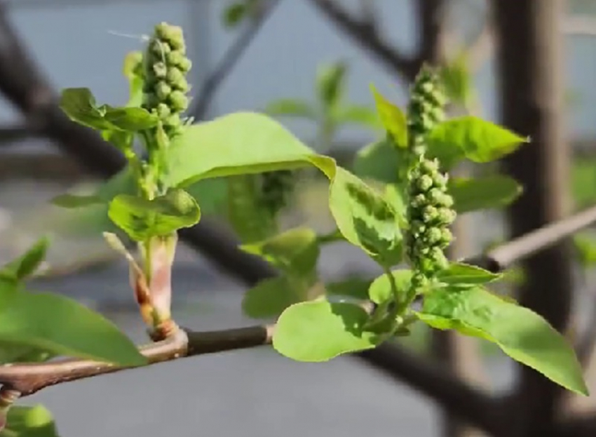 Лето будет дождливым: предсказание по цветкам  черемухи