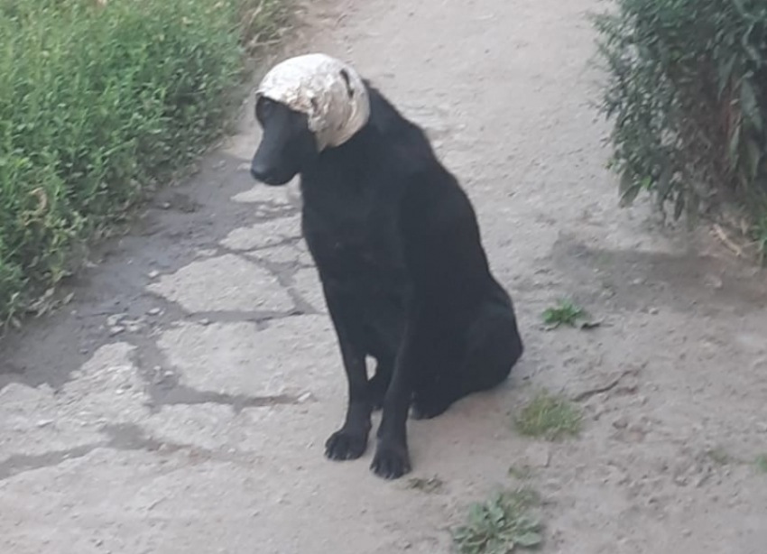 Собаке с куском трубы на голове нужна помощь в Волгодонске