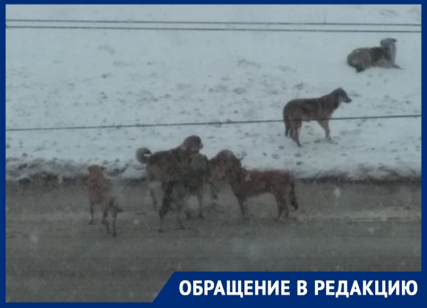 «Лохматая компания» бездомных собак пугает жителей В-9