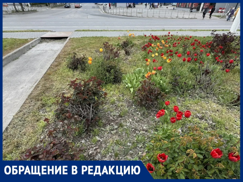 «Хорошо, что еще не навоз вместо роз»: жительница призывает спасти цветочные клумбы в сердце нового города