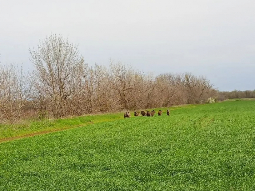 Дикие красавцы с малышом сами вышли к людям: в Волгодонском районе возрождается популяция кабанов