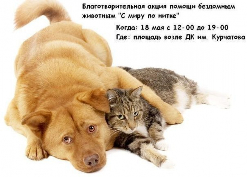 В Волгодонске пройдет акция по сбору средств и гуманитарной помощи бездомным животным