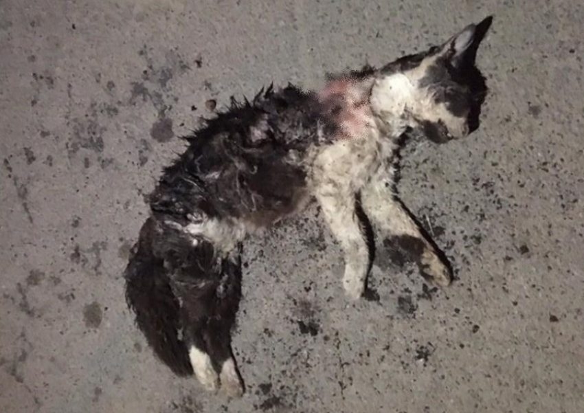 Опасная стая собак за неделю убила двух кошек во дворах по Морской
