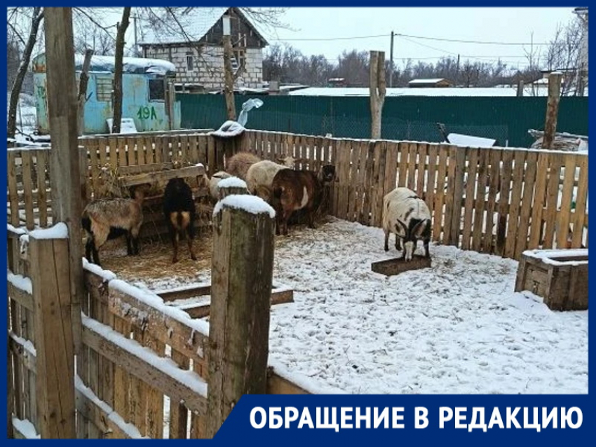 «Свалка на месте, козы – в загоне»: председатель гаражного кооператива возмущен соседями