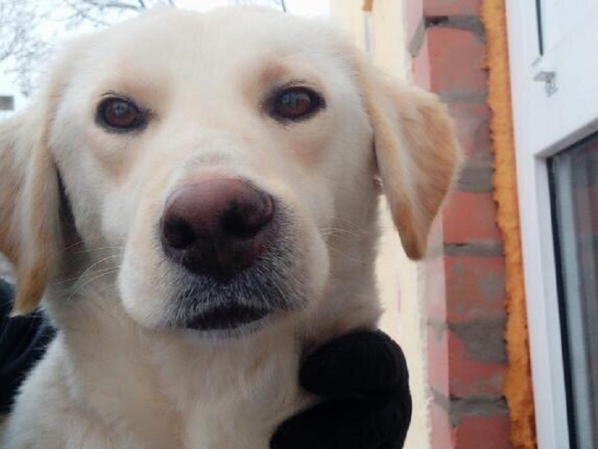 В Волгодонске мужчина превратил собаку в «живую мишень» и стреляет по животному 
