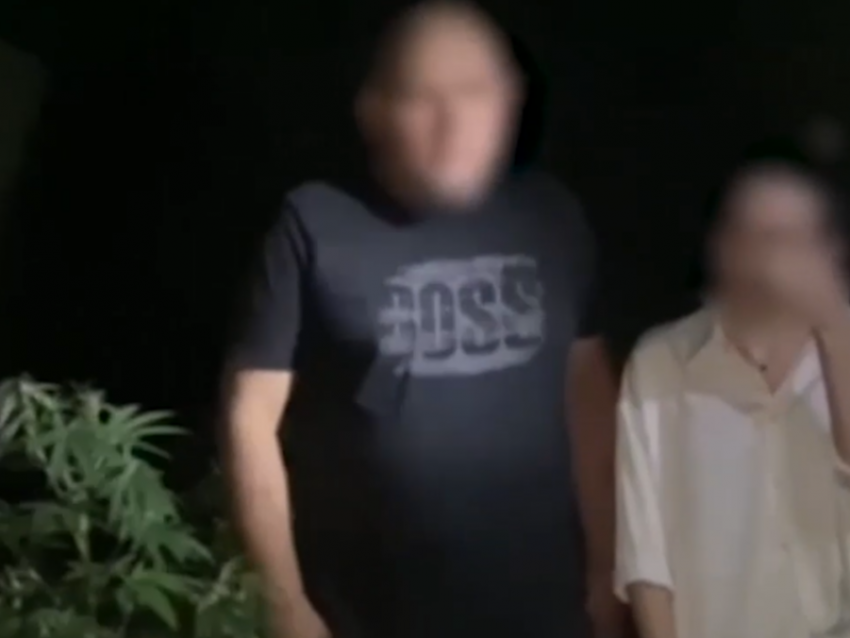 «Выращивал помидоры, а оказалась конопля»: владелец наркоплантации в станице Романовской был задержан полицией