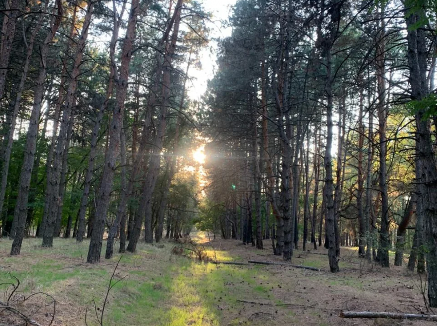 Донской лес — рукотворное чудо: 70% зеленых легких области посажены людьми