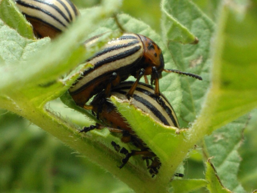 56 лет назад колорадский жук появился на огородах Волгодонска 