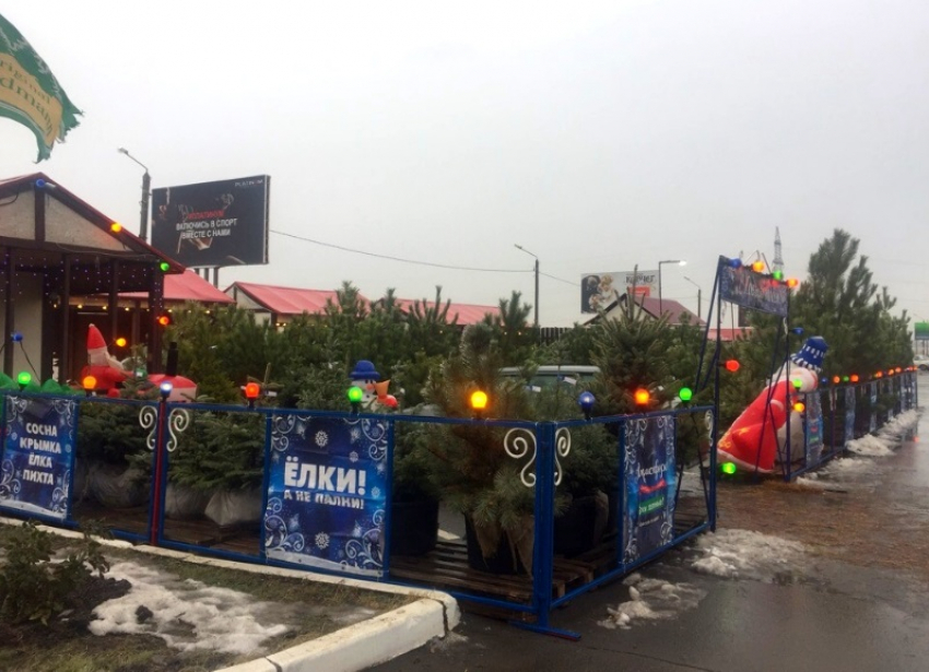 Минимальное число елочных базаров за последние 30 лет может открыться в Волгодонске в декабре 2025 года