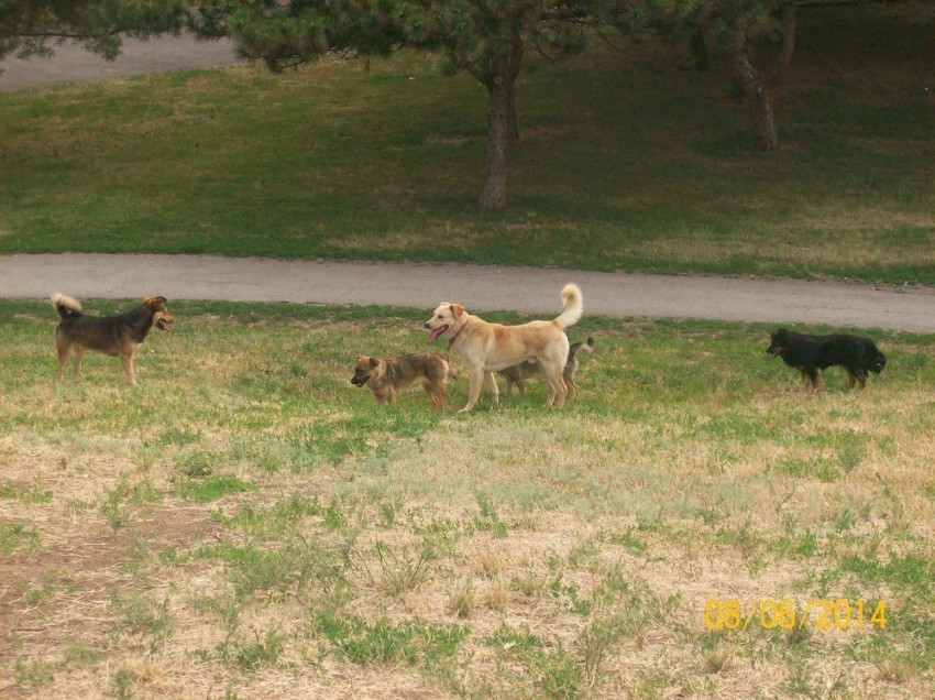 Власти Волгодонска признались, что не готовы тратить деньги на проблему бродячих собак