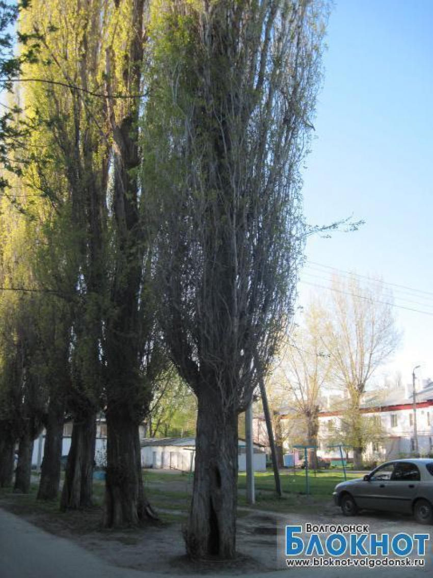 Дерево с пустым стволом поджидает свою жертву в Волгодонске