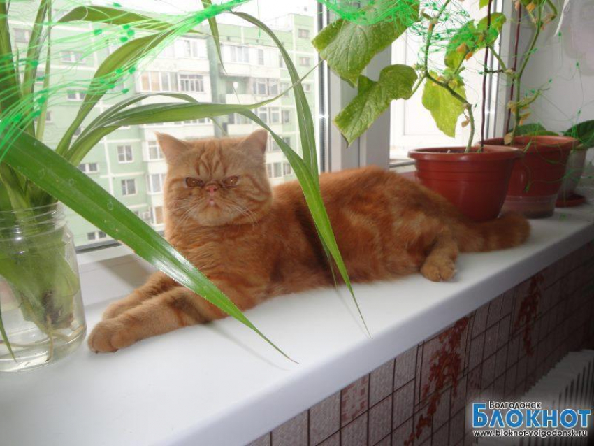Басурман — седьмой участник конкурса «Самый красивый кот Волгодонска»