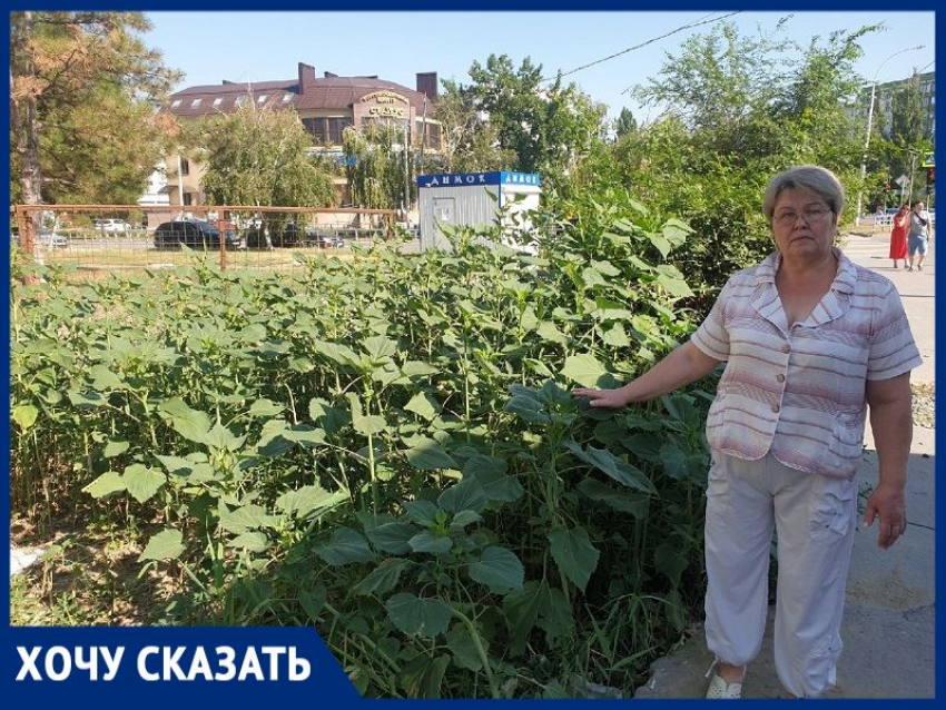 «Поработал Водоканал, выросла амброзия в рост человека»: жительница дома на улице Черникова
