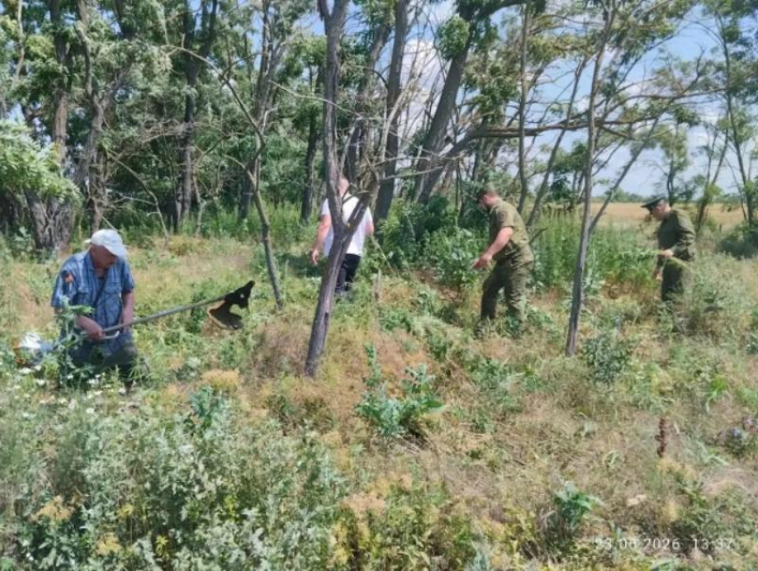  Под Романовской собрали более 700 килограммов конопли