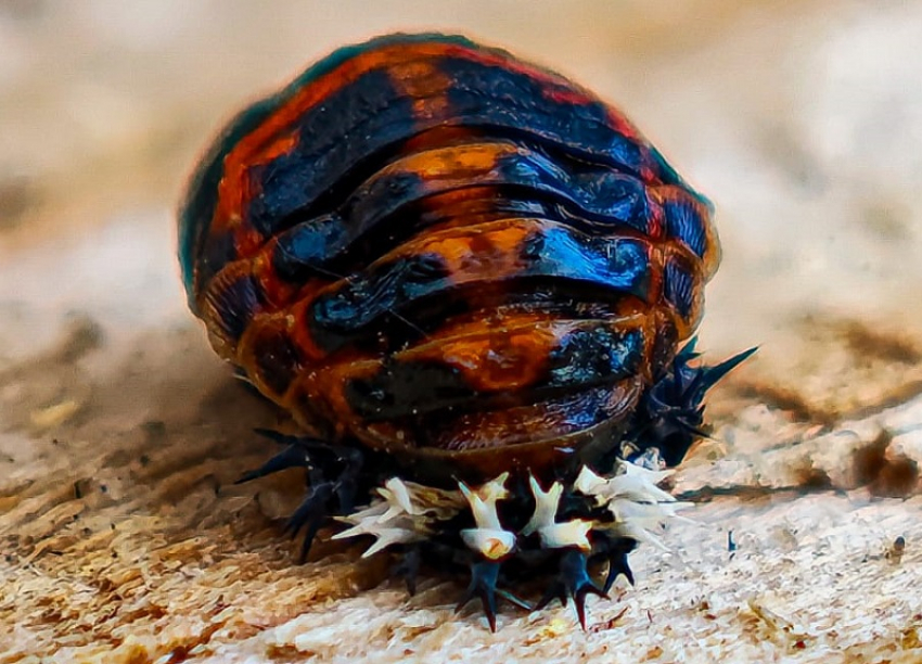 Удивительную шипастую личинку азиатской божьей коровки, которая кусается и плюется желтой жидкостью, обнаружили под Волгодонском 