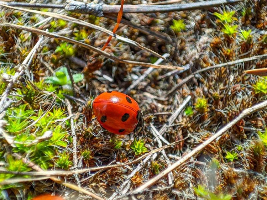 Последний день марта в Волгодонске будет теплым и солнечным 