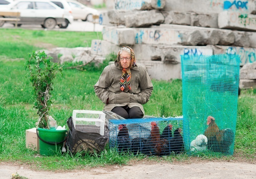 В Волгодонске на выставке голубей продавали кроликов, водосвинок, петухов и попугаев