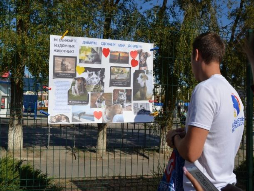 В Волгодонске состоится благотворительная акция в помощь животным