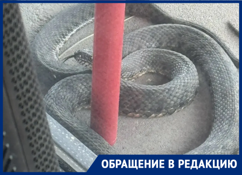 Необычная «гостья» пожаловала к волгодонцам