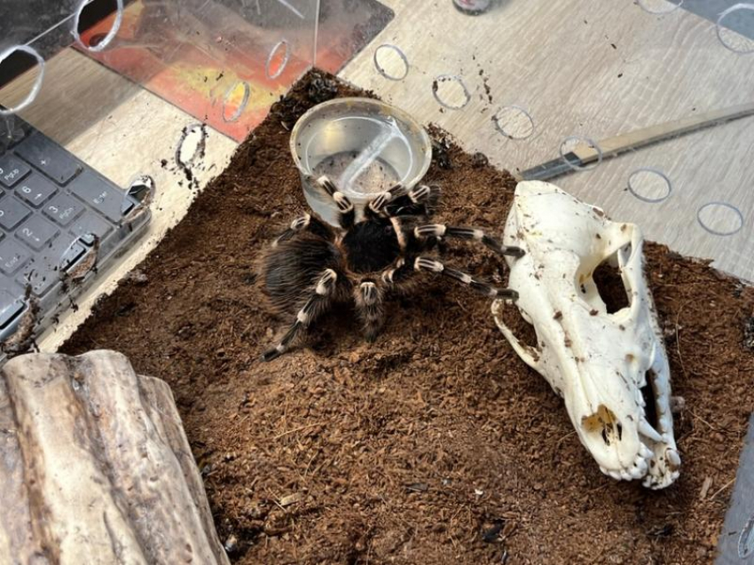 Домашние питомцы или ядовитые хищники: каких экзотических пауков полюбили волгодонцы