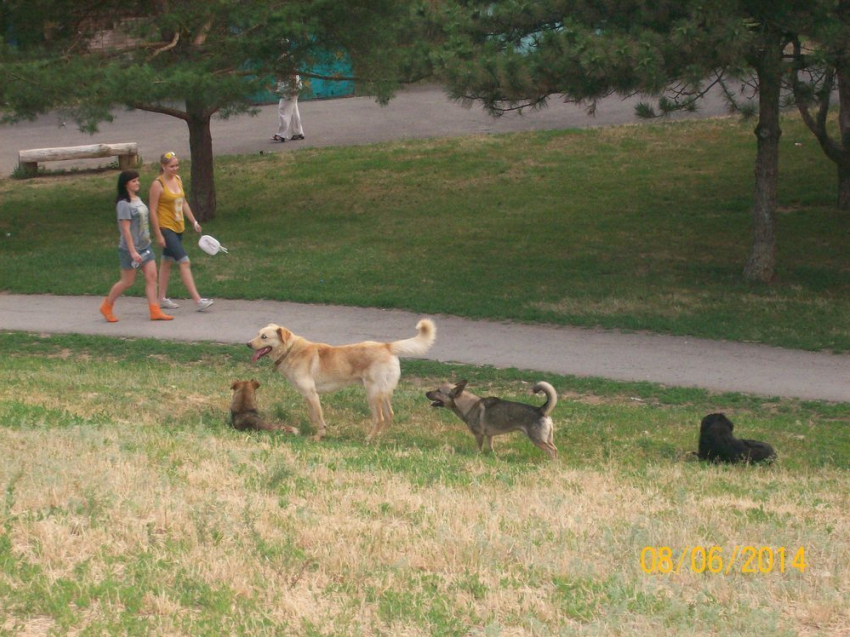 В Волгодонске стая уличных собак беспрепятственно бегает по парку «Победы»