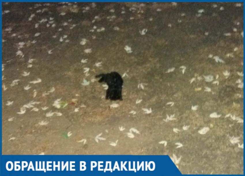 Крошечных котят отравили и бросили умирать на территории детсада в Волгодонске