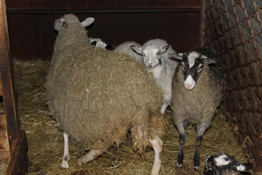 В Зимовниках задержали 30 овец без документов