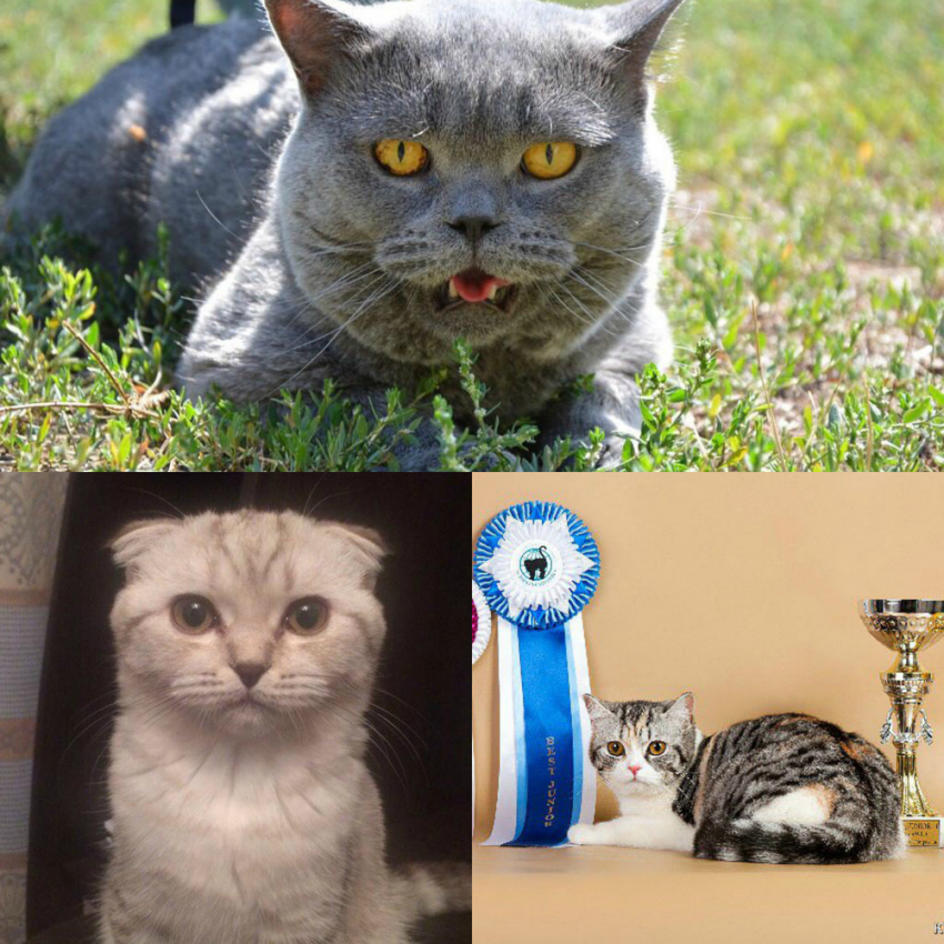 Кокос, Боня и Габиша стали победителями конкурса «Самый красивый кот - 2017»