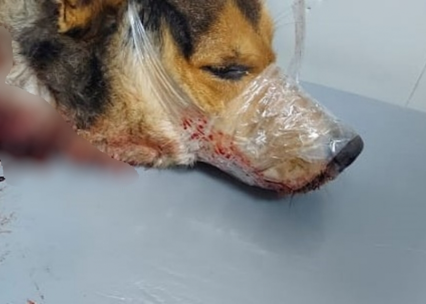 Перемотали скотчем и перерезали горло: зверское убийство бездомного пса произошло в Волгодонске